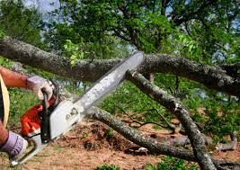 Reliable Hallandale Beach, FL Tree Removal and Landscaping Services Solutions